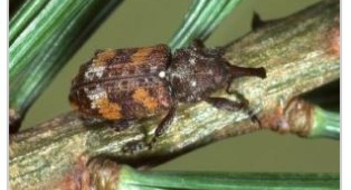 A white pine weevil adult on a branch.