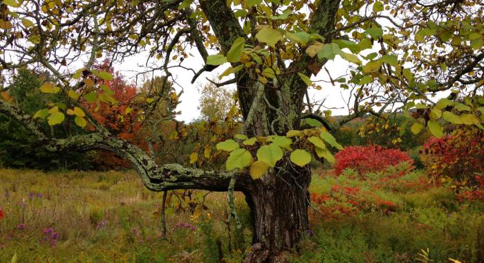 A large tree surrounded by fall colors.