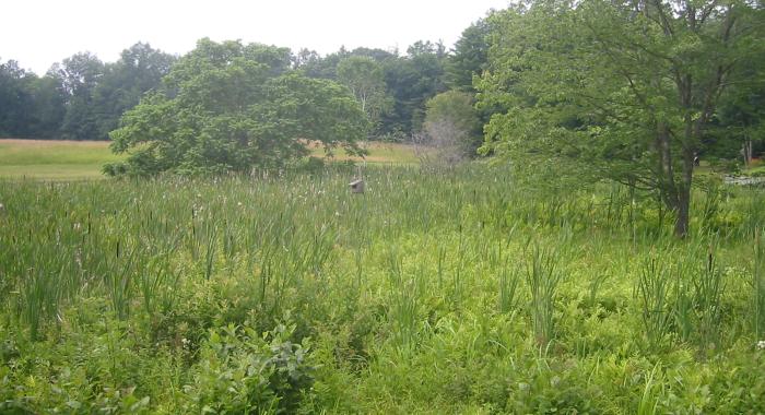 Spring wetland, cattails with blue sky surrounded by wood edge