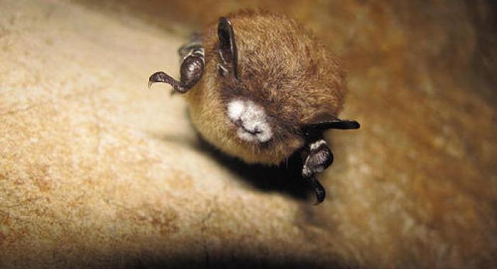 A white nose bat.