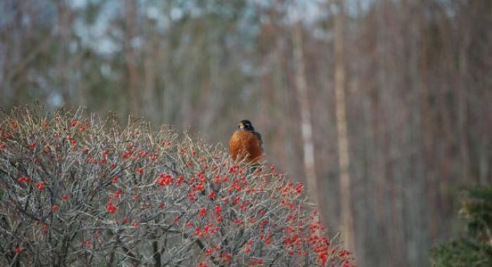 Robin sitting on winterberry holly bush in winter