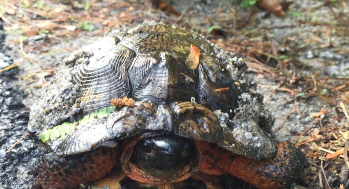 Wood turtle by Dave Anderson