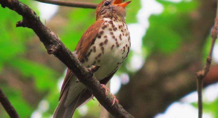 Wood thrush singing spring