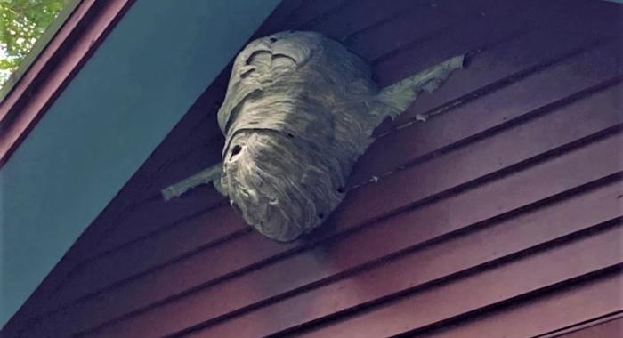 A bald-faced hornet nest is pictured close to a house's eaves.