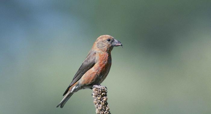 A red crossbill sits on a branch.