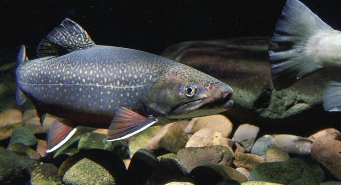 A brook trout is pictured in the water.