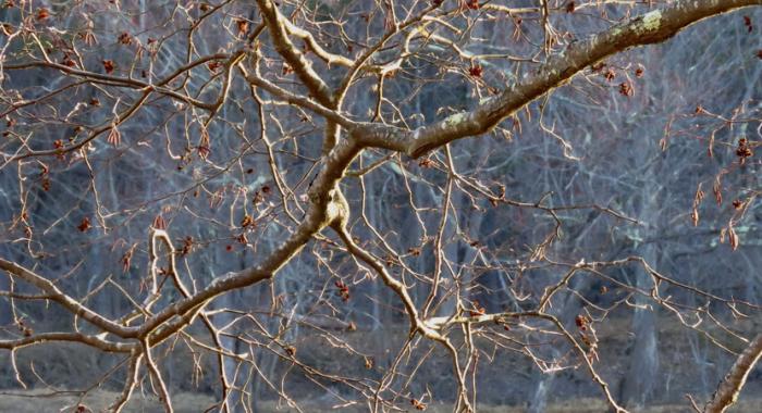 View through the alder branches on the floodplain forest