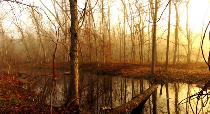 Morning light over the Millbrook stream by photographer Ellen Kenny