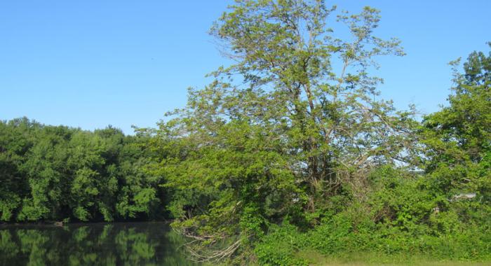 Scenes around a Mulberry Tree by floodplain photographer Ellen Kenny