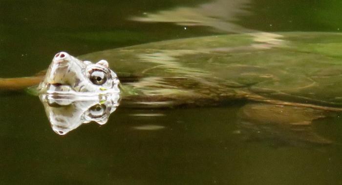 a snapping turtle snout protrudes above the water