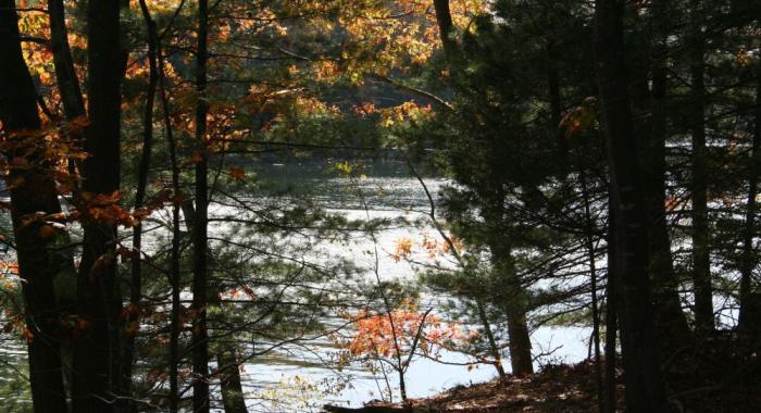 Waterfront forest Creek Farm. Jack Savage photo