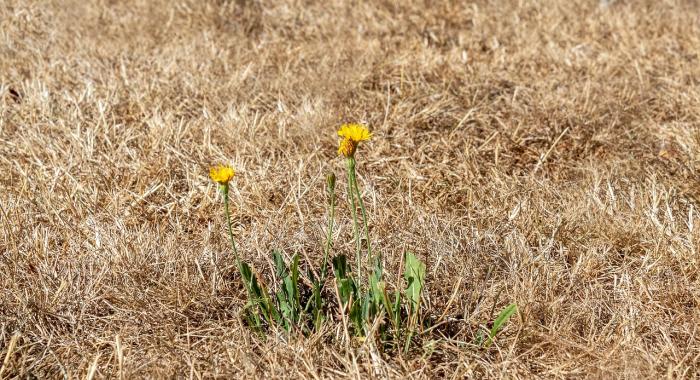 Dry, dead grass with a dandelion growing among it.