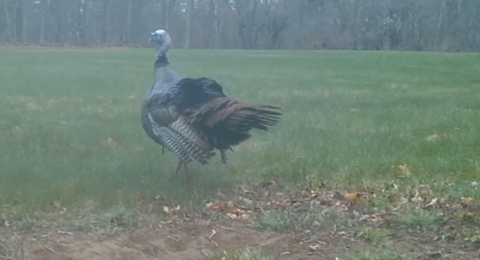 An eastern wild turkey captured on a wildlife camera.