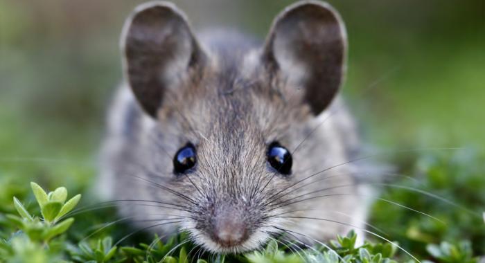 Field Mouse