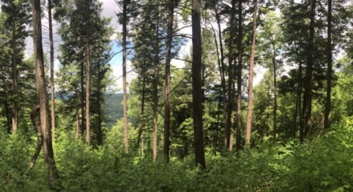 Young evergreen tree growth with scruby bushy undergrowth distant view background