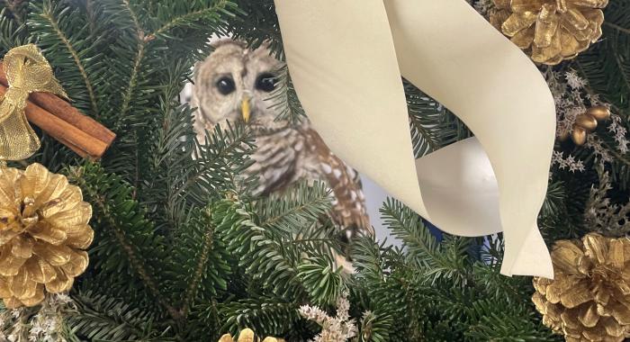 George the Barred Owl from Tailwinds peeks through a Rocks Wreath at Open House at Creek Farm