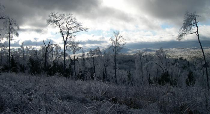 A view of Hubbard Brook forest after a winter ice storm.