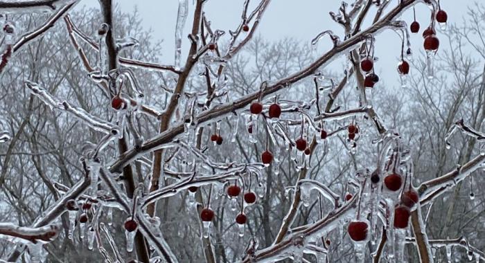 ice builds-up on crab apple branches