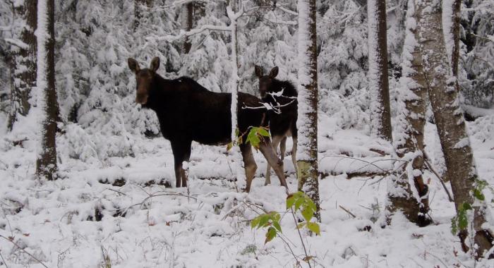 2 small moose in snowy woods