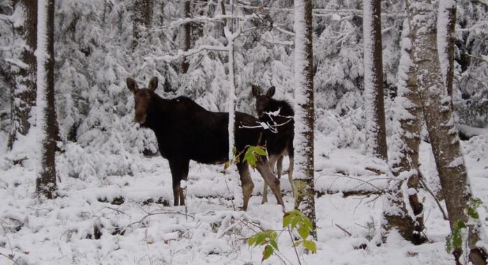 Moose in winter in New Hampshire