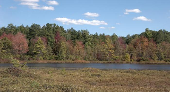 A view of Ponemah Bog in Amherst, NH