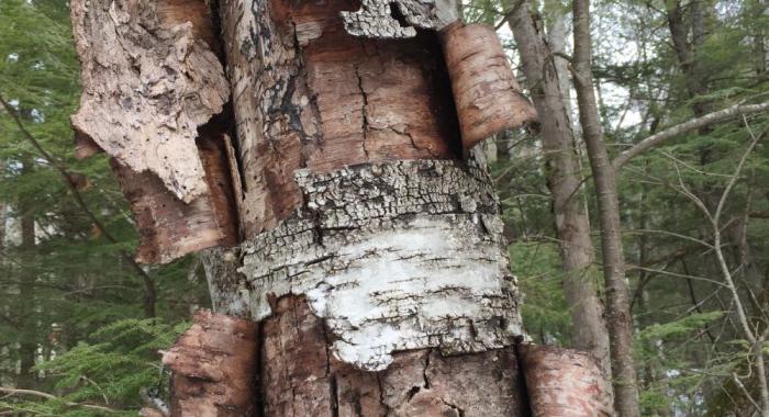 Birch bark peeling off of a dead tree.