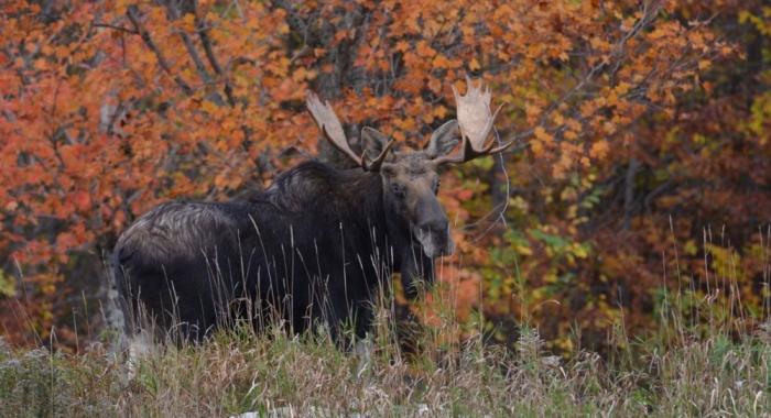 Bull moose with antlers facing camera against backdrop of colorful autumn leaves