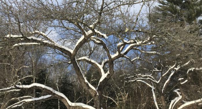 A wild apple tree is covered in snow.