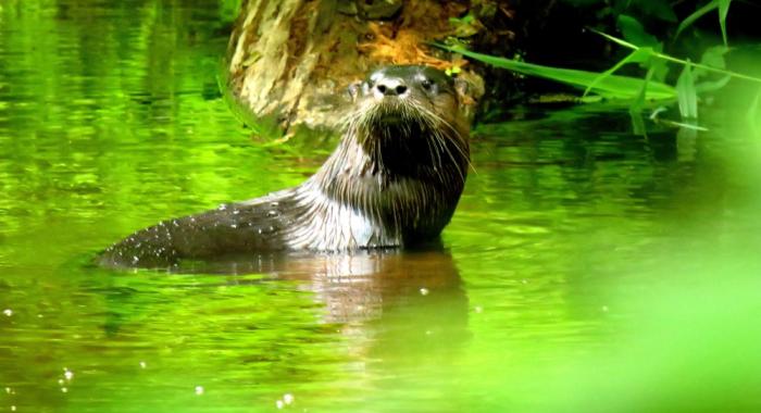 Dark bodied river otter in lush summer green foliage