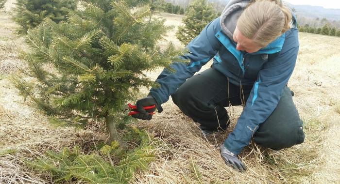 A woman crouches below a spruce tree to trim it.