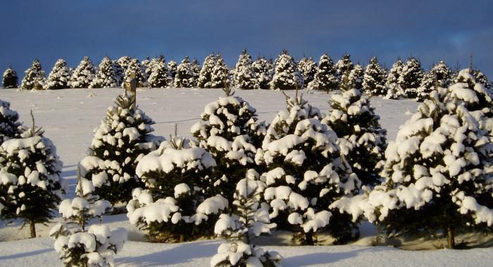 Rows of Christmas trees are covered in snow in wintertime.