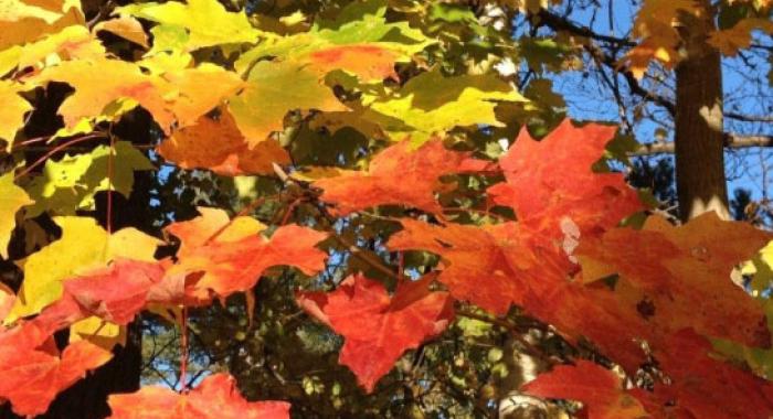Sugar maple fall foliage