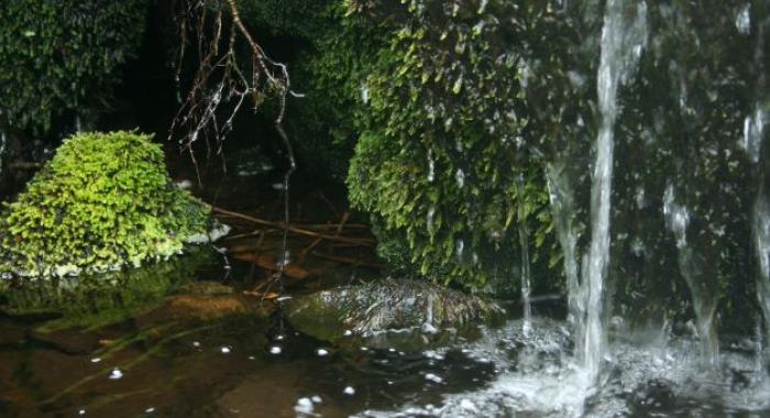 Water from stream trickle on green soft moss