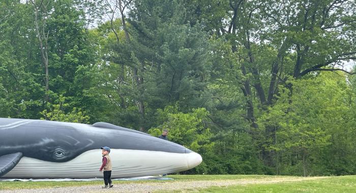 Woods, Whales and Water - A Celebration of Connectedness