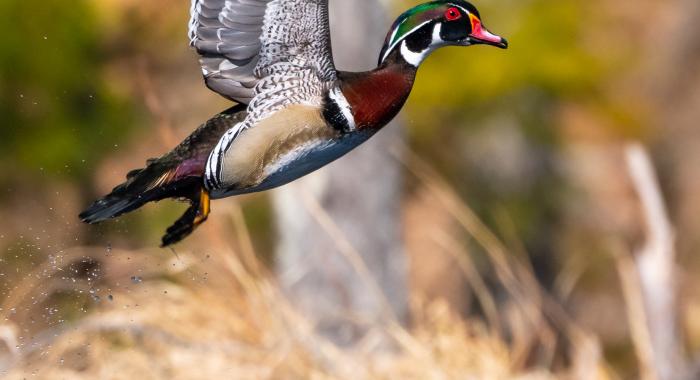 A wood duck captured as it takes off in flight from the water.