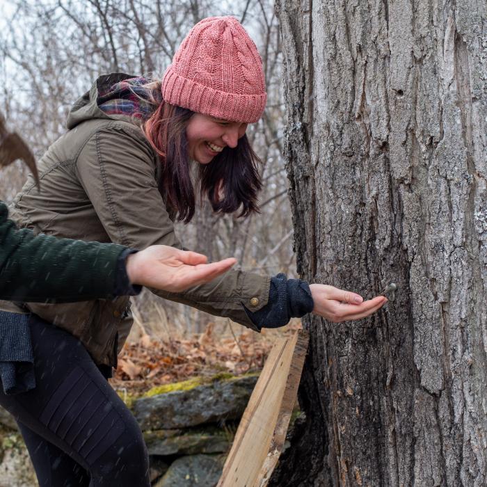 A person puts their hand up to a maple tree to taste the sap flowing.