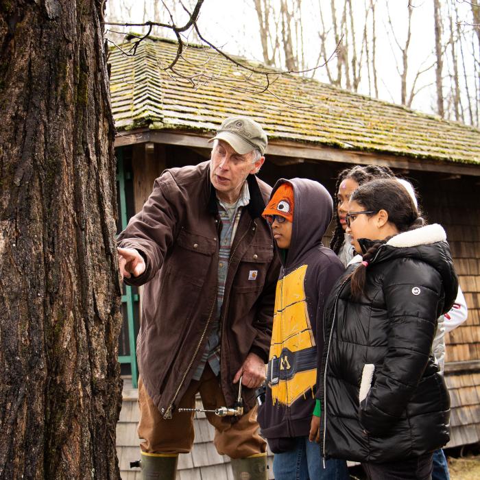 Children learn about maple trees.