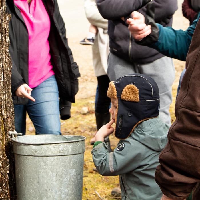 A child tastes sap from the tree.