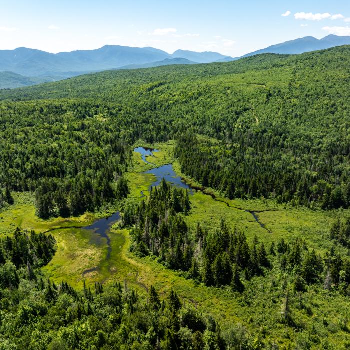 A bird's-eye view from above of Cascade Hill Forest in summer.