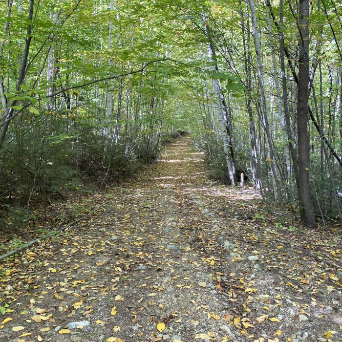 Trail on Bean Forest