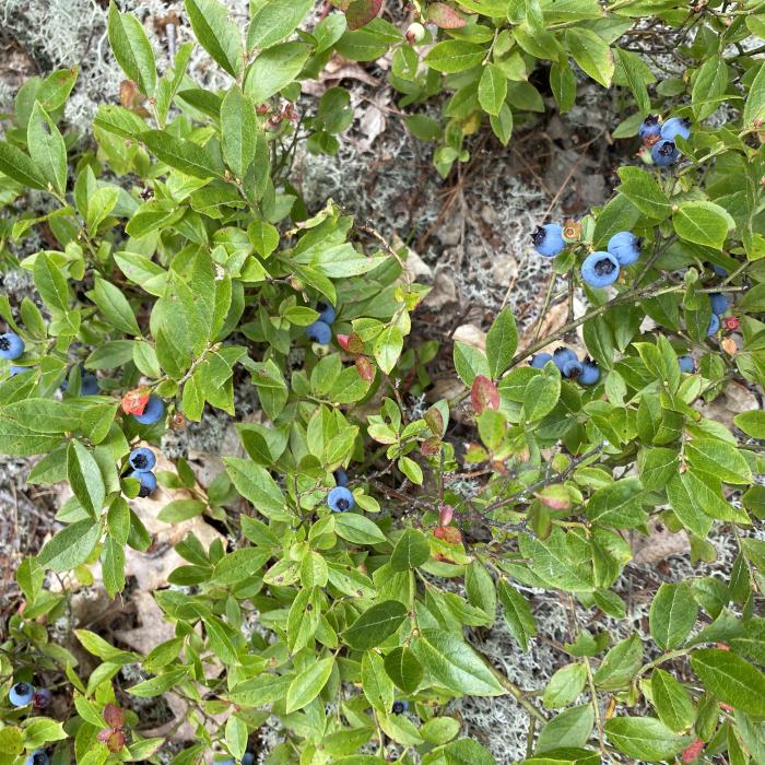 Wild blueberries on the Bean Forest