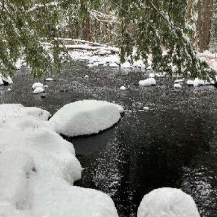A small patch of open water among snow covered rocks in a stream with overhanging evergreen boughs.