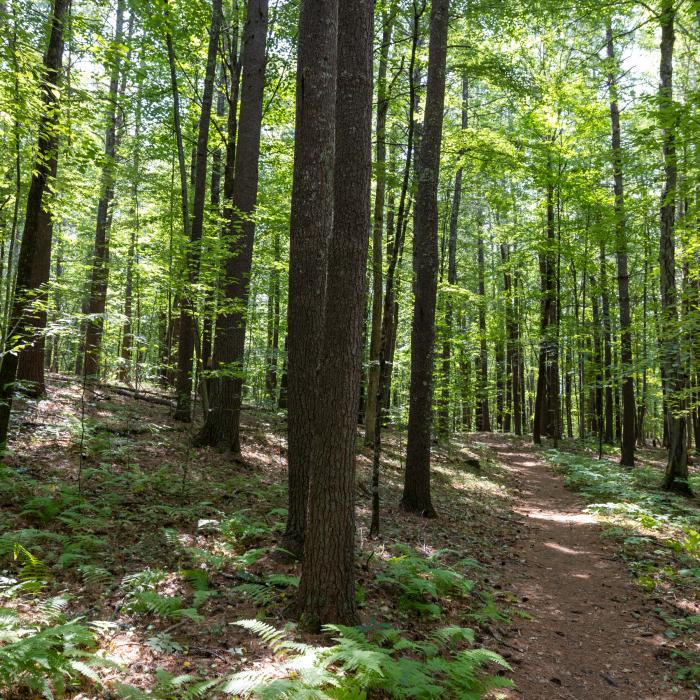 A trail runs through a pine forest