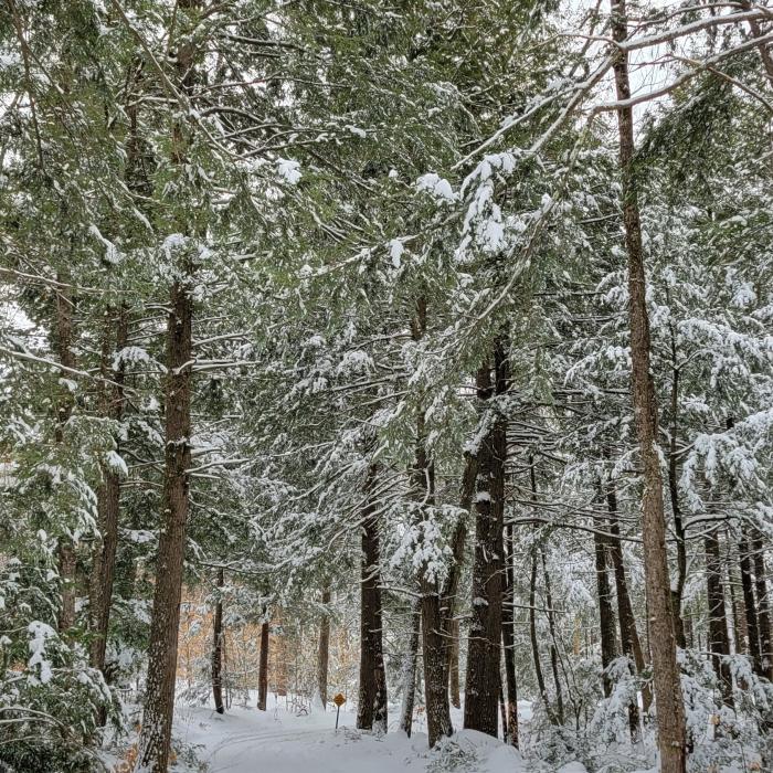 evergreen forest coated with fresh white powder