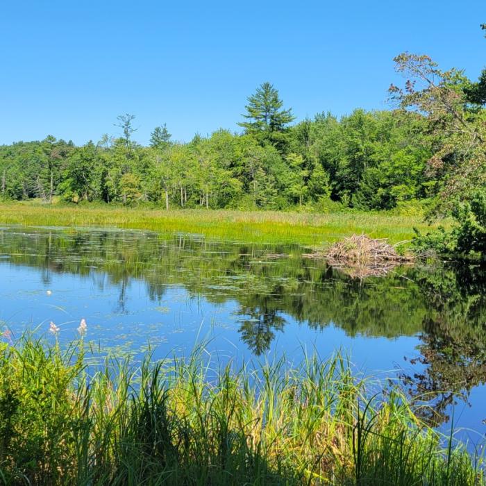 beaver pond