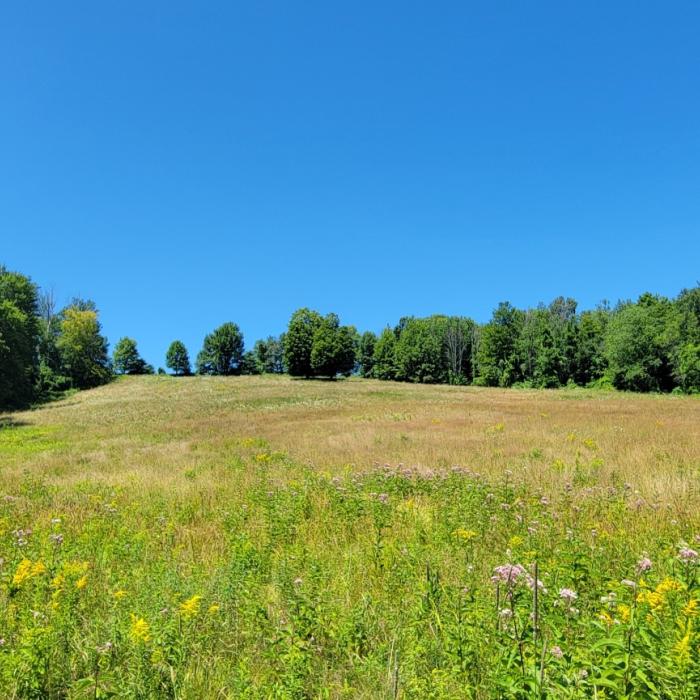 grassy meadow with forest edges on both sides of meadow