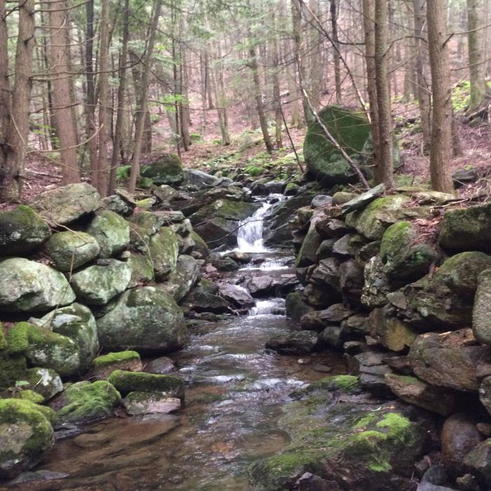 forest stream with moss