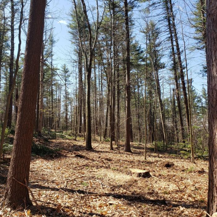 forest after harvest