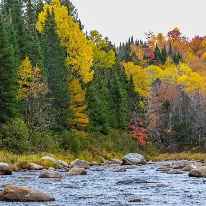 A fly fisherman casts into the Ammonoosuc River, surrounded by vivid fall foliage.