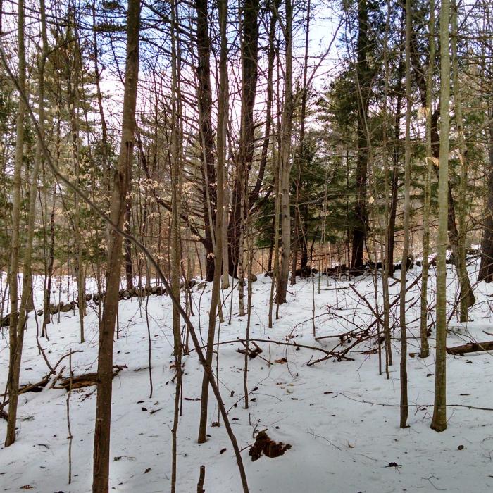 Forest and stone wall